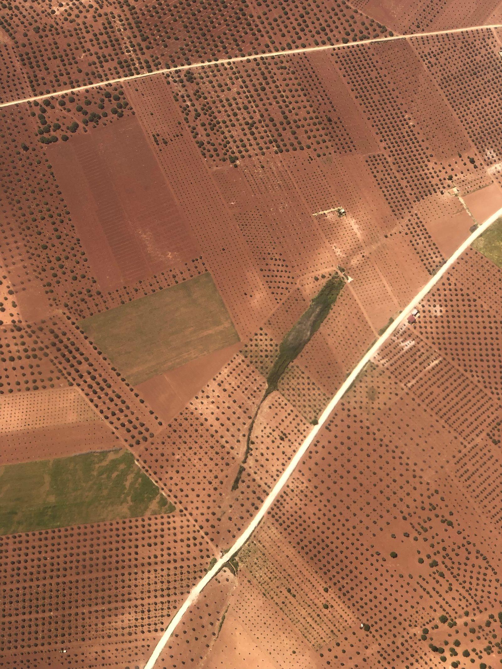 An aerial view of orchard plots divided by a pale track.